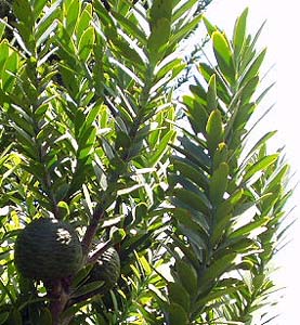 カウリの木とコーン