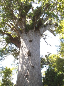 Tane Mahuta