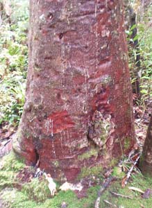 カウリの幹と樹脂